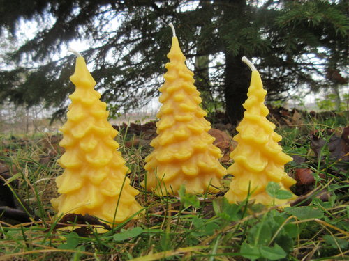 Pine Tree Beeswax Candle -- Large