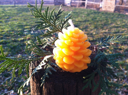 Pinecone Beeswax Candle